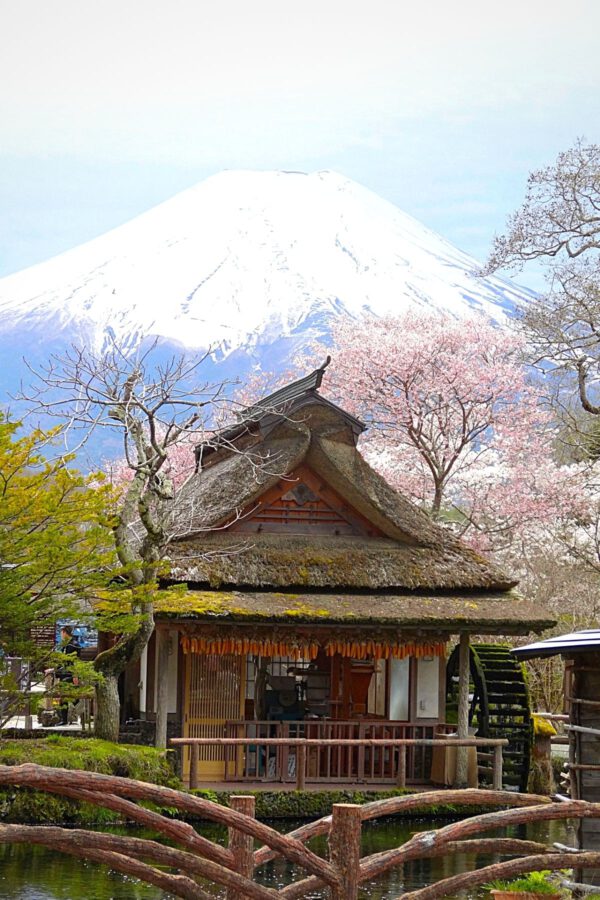 Cherry Blossom or Sakuraand Mount Fuji at the background - Article on Thursd (5)