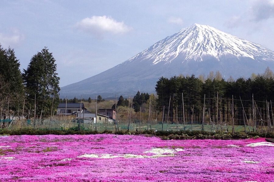 mount fuji cherry blossom