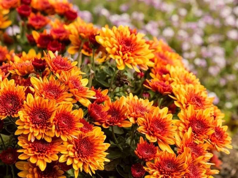 Chrysanthemums are one of the eight best fall flowers to have on Thursd