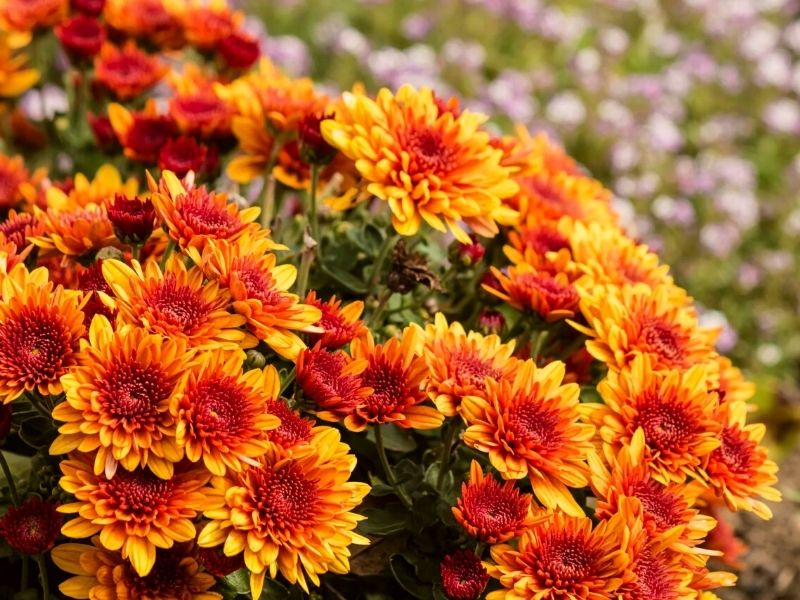 8 Best Fall Flowers That’ll Get You a Falltastic Garden Article on Thursd