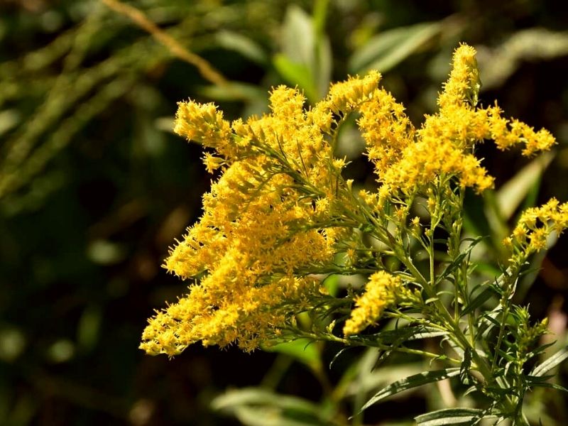 Goldenrod are considered one of the eight best fall flowers to color your garden on Thursd