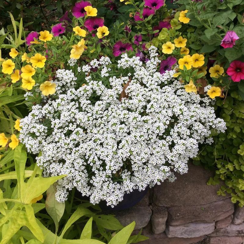 One of the eight best fall flowers is Sweet Alyssum in white on Thursd