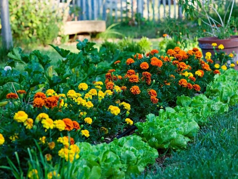 Garden full of colorful marigolds on Thursd