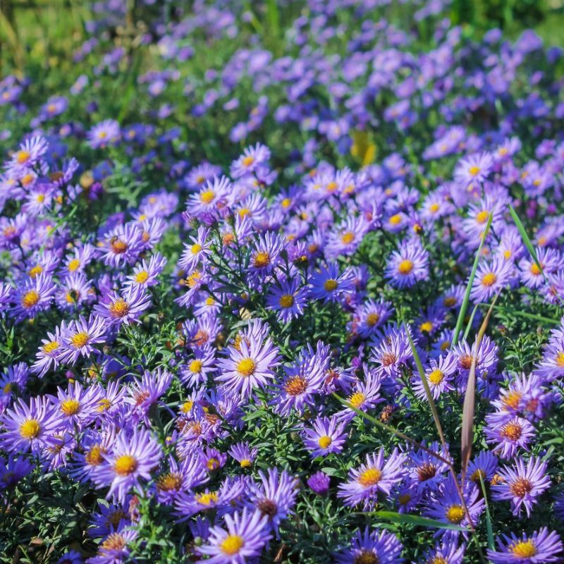Beautiful Asters are one of the eight best fall flowers for a garden on Thursd