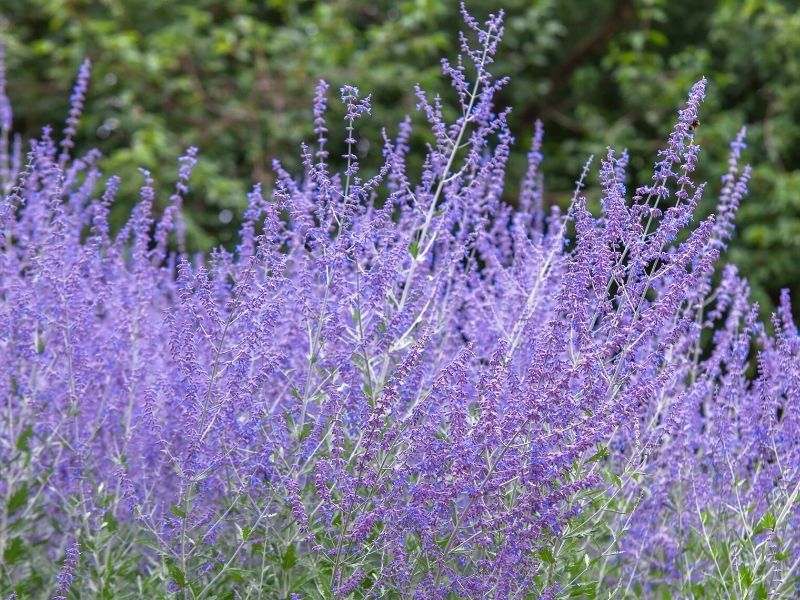 In the eight best fall flowers is the Russian Sage on Thursd