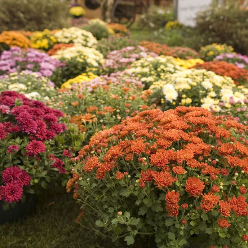 Best fall flowers to achieve an autumn garden featured on Thursd 