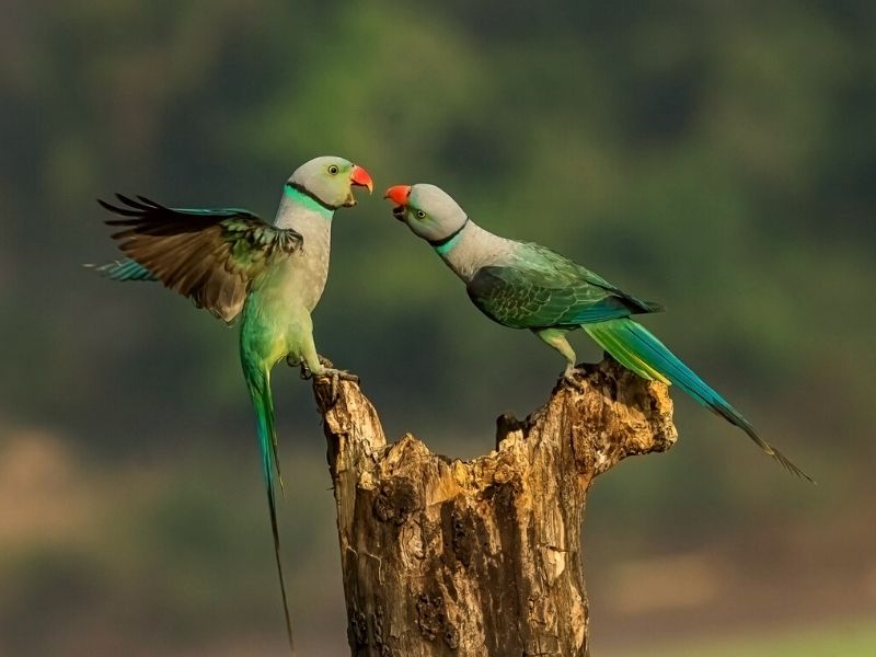 Winning photo of the Young Nature TTL Photographer of the year on Thursd