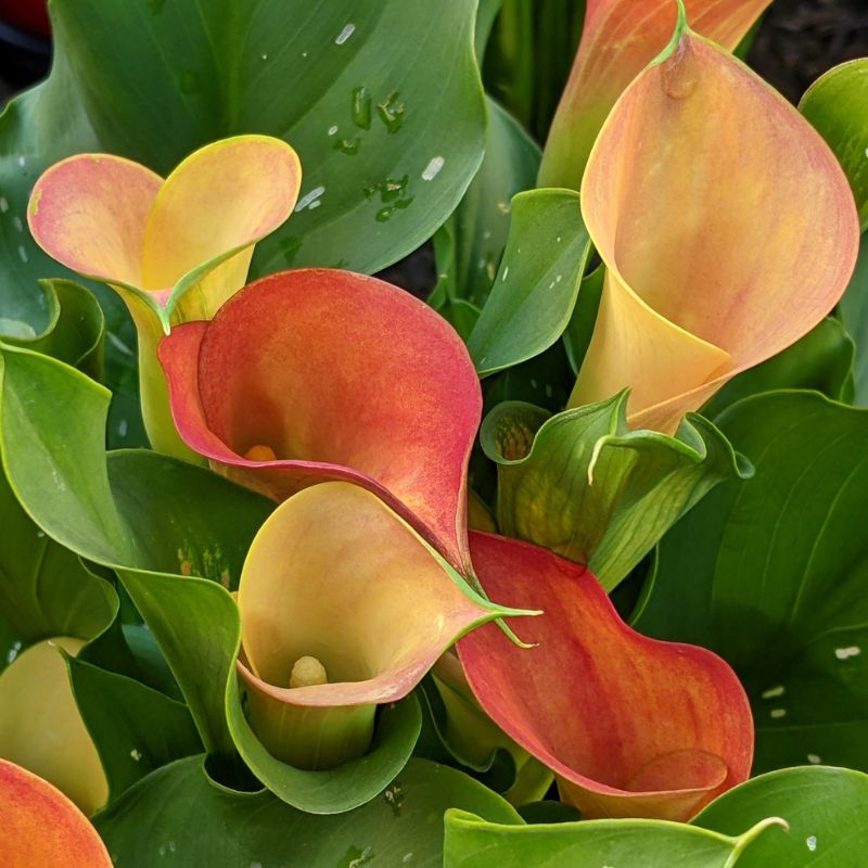 Simply Calla mix of orange colors on Thursd (1)