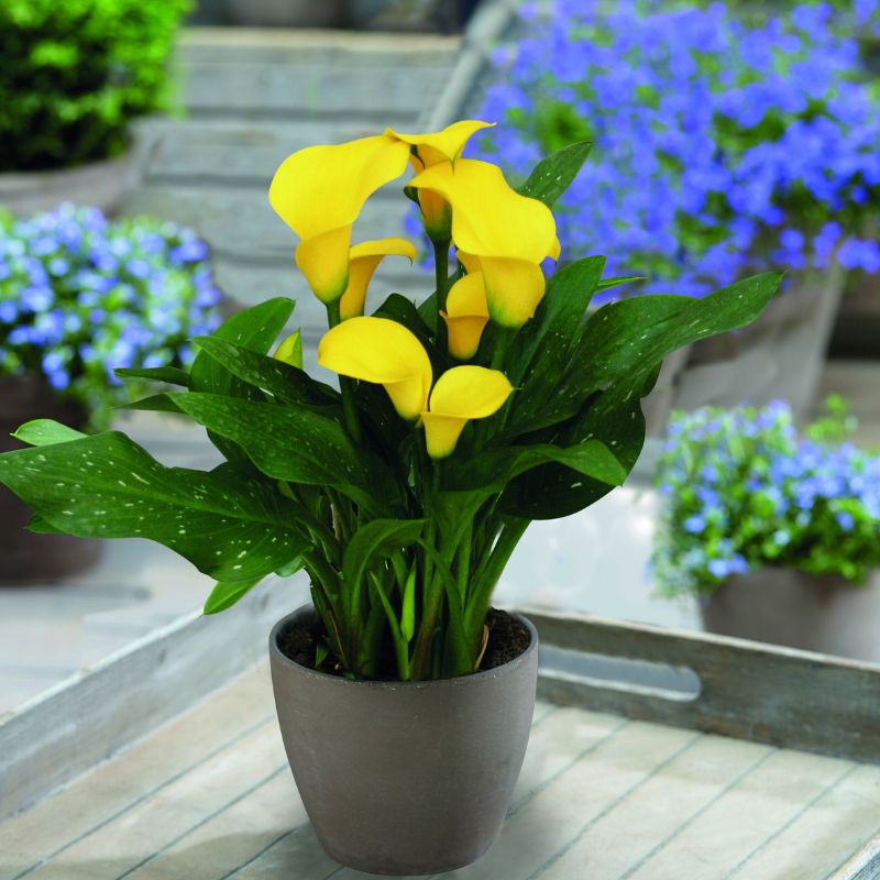 Simply Calla pot plants are a great way to add color to your indian summer theme garden on Thursd