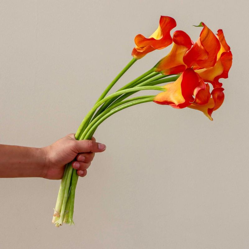 Colorful Calla will make a spectacular floral arrangement on Thursd