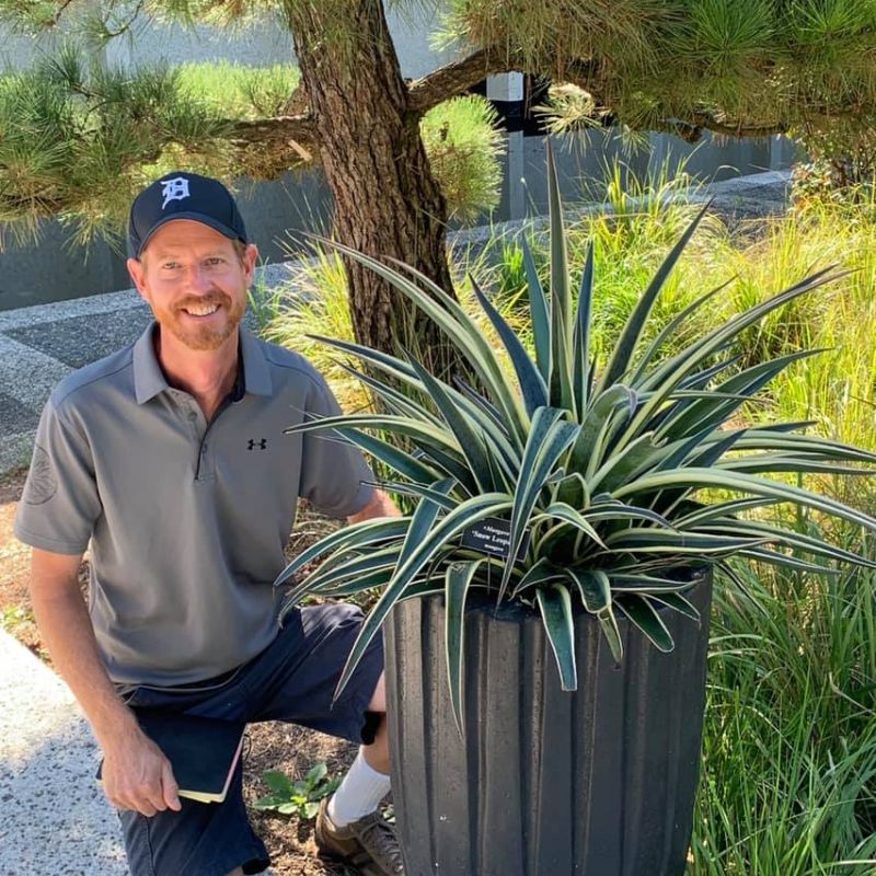 Plantipp's new mangave succulents featured on Thursd 