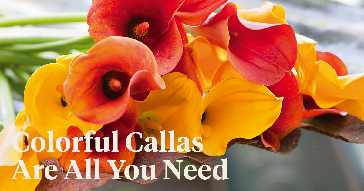 Calla Indian Summer by Simply Calla header on Thursd
