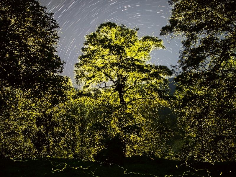Sriram Murali photographs billions of fireflies in wildfire on Thursd