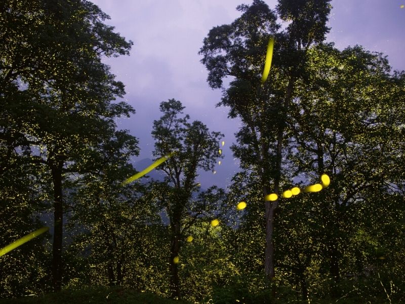 Sriram Murali captures billions of fireflies in trees on Thursd