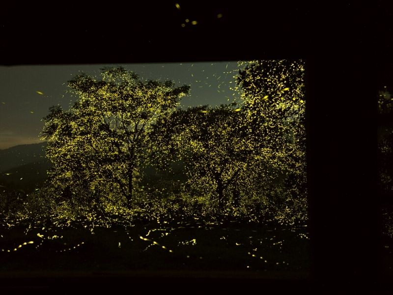 Sriram Murali and his most recent photographic project capturing billions of fireflies in trees on Thursd