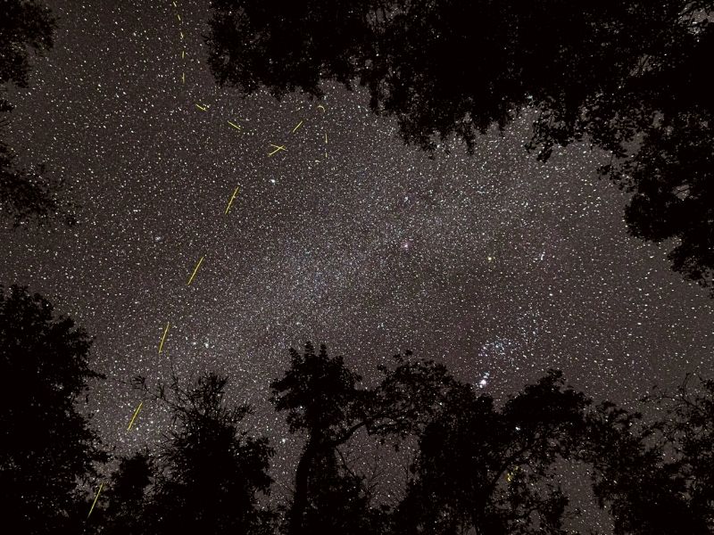 Fireflies invade the Indian wildfire in these photographs by Sriram Murali on Thursd