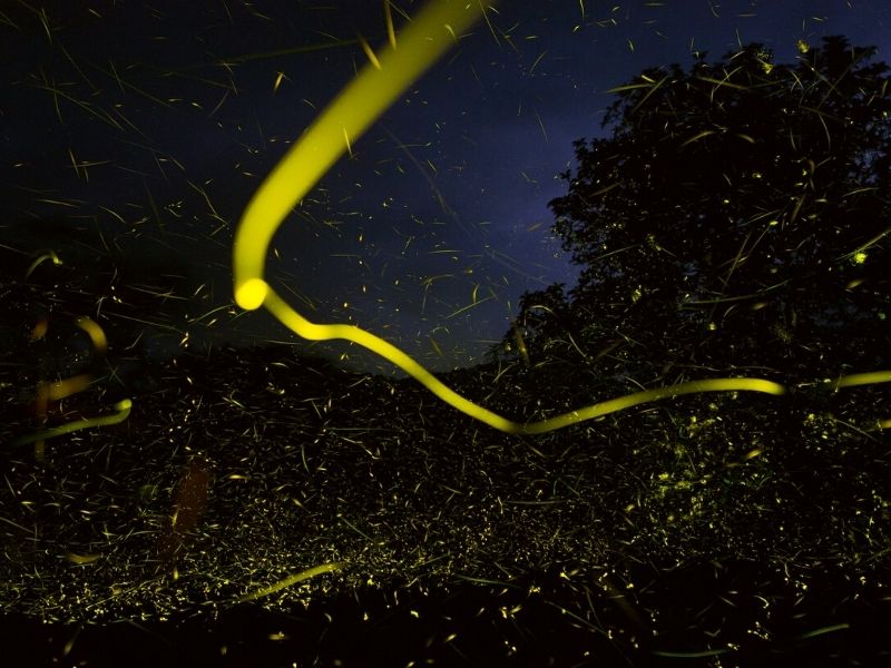 Photographical detail of billions of fireflies on Thursd