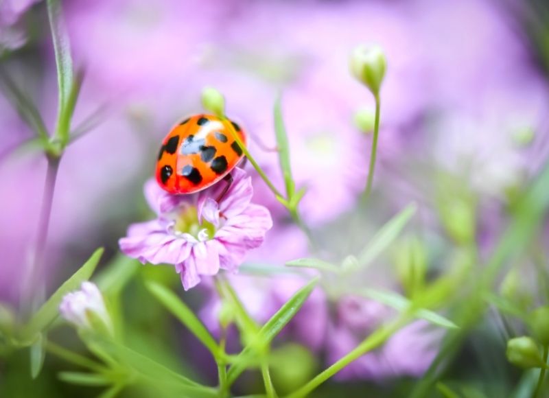 Ladybird on purple flower