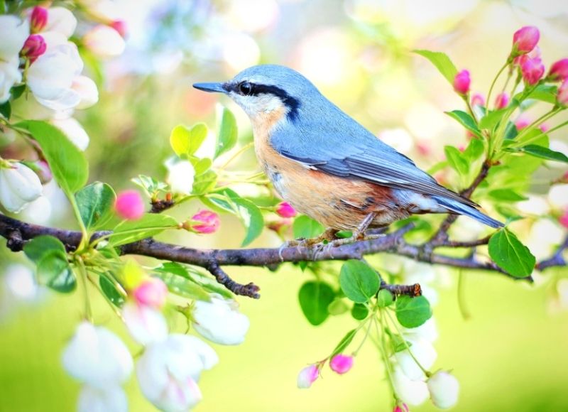 beautiful blue jay in tree