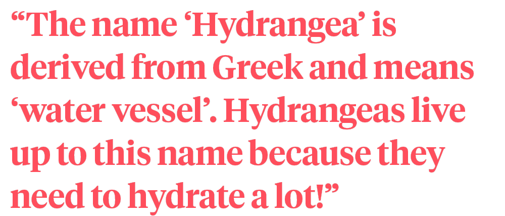 Chrysal hydragea quote on Thursd