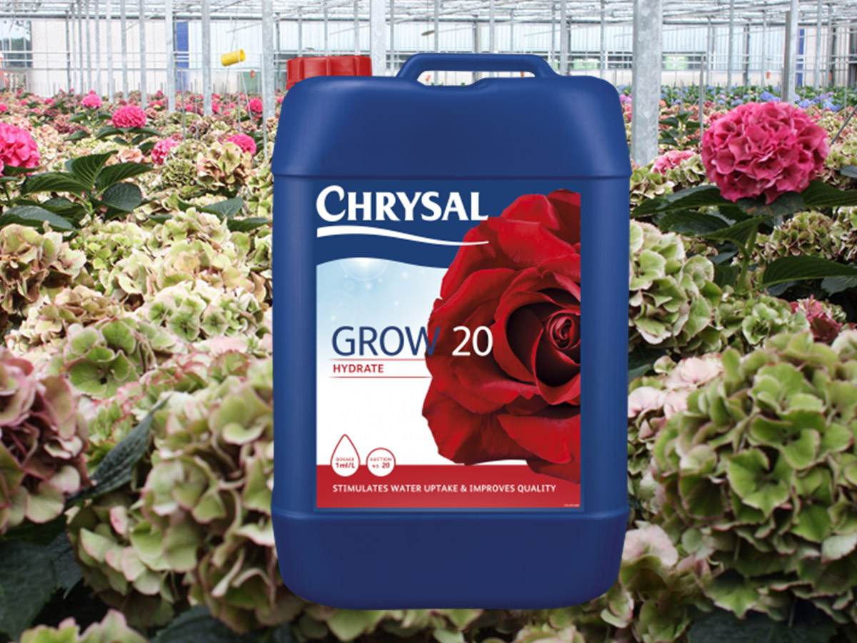 Chrysal Grow 20 HIP-Holland on Thursd