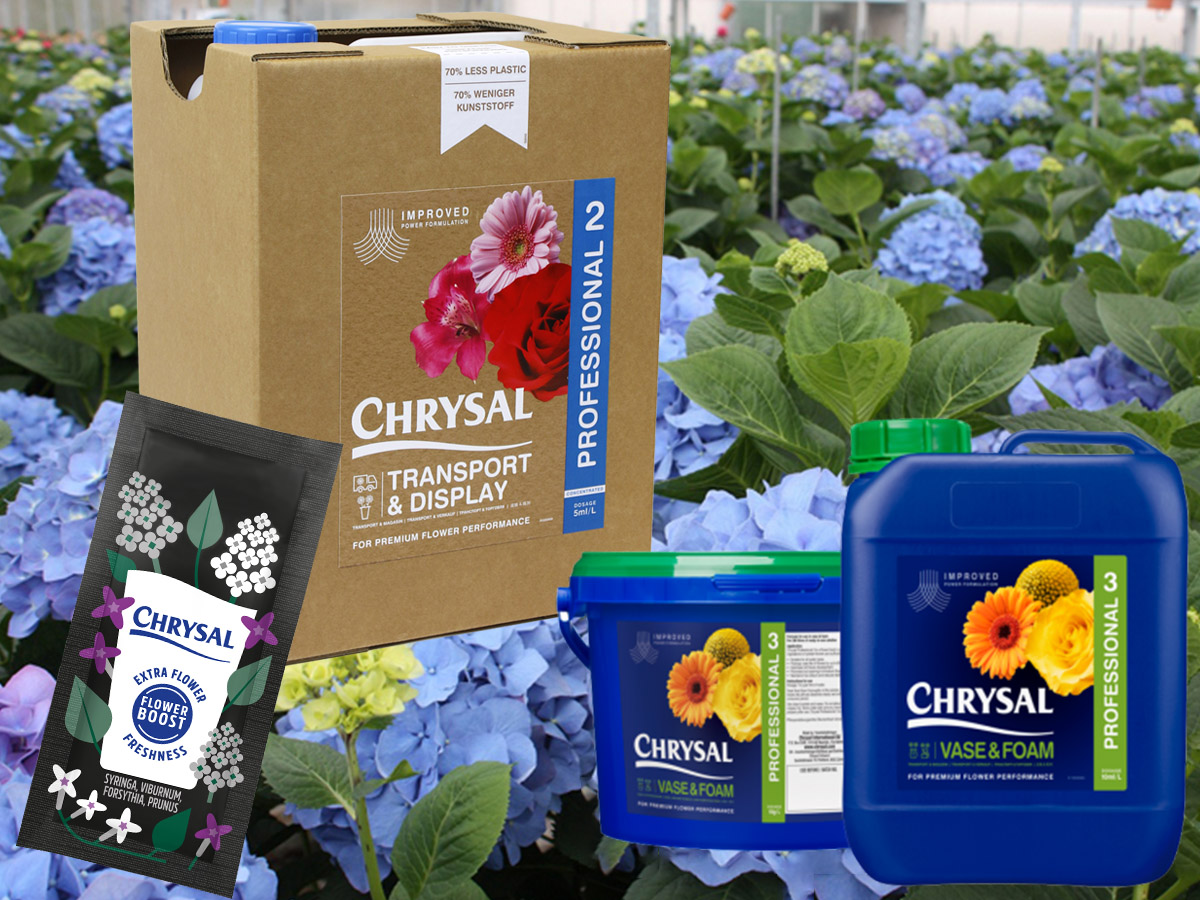 Chrysal Hydrangea Tips for Florists on Thursd