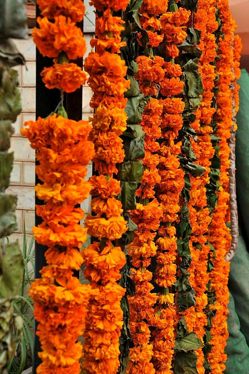Indian Garland have a spiritual and traditional significance at weddings on Thursd