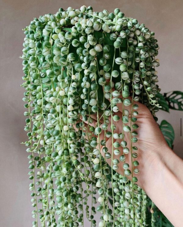 Houseplants With the Most Unique Leaves String of Pearls