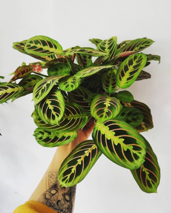 Houseplants With the Most Unique Leaves Prayer Plant