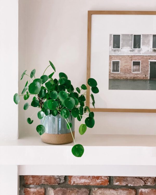 Houseplants With the Most Unique Leaves Chinese Money Plants