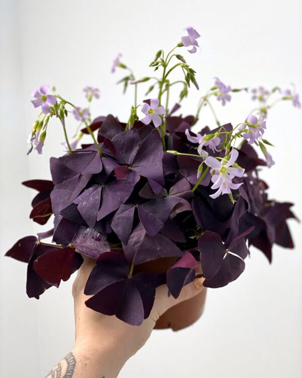 Houseplants With the Most Unique Leaves Oxalis