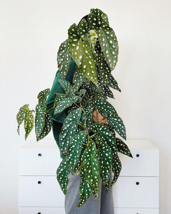 Houseplants With the Most Unique Leaves Begonia Maculata