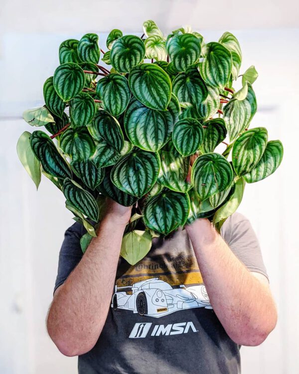 Houseplants With the Most Unique Leaves Watermelon Peperomia