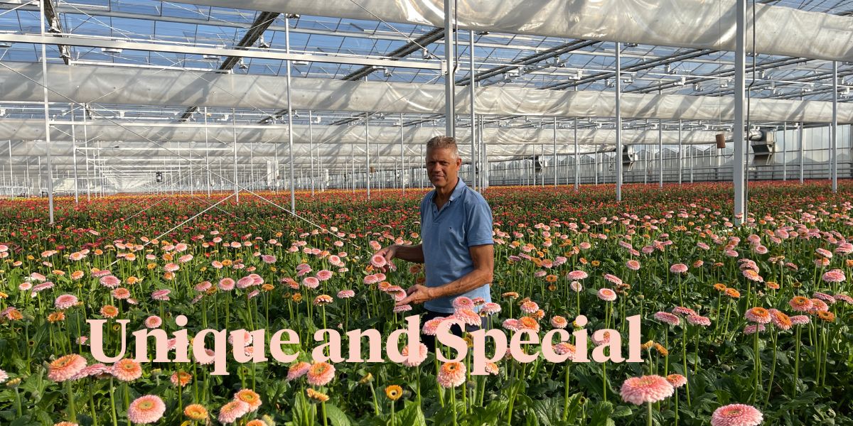 Holstein Flowers Breeder and Grower - A Strong Family Business With Breathtaking Gerbera Varieties on Thursd