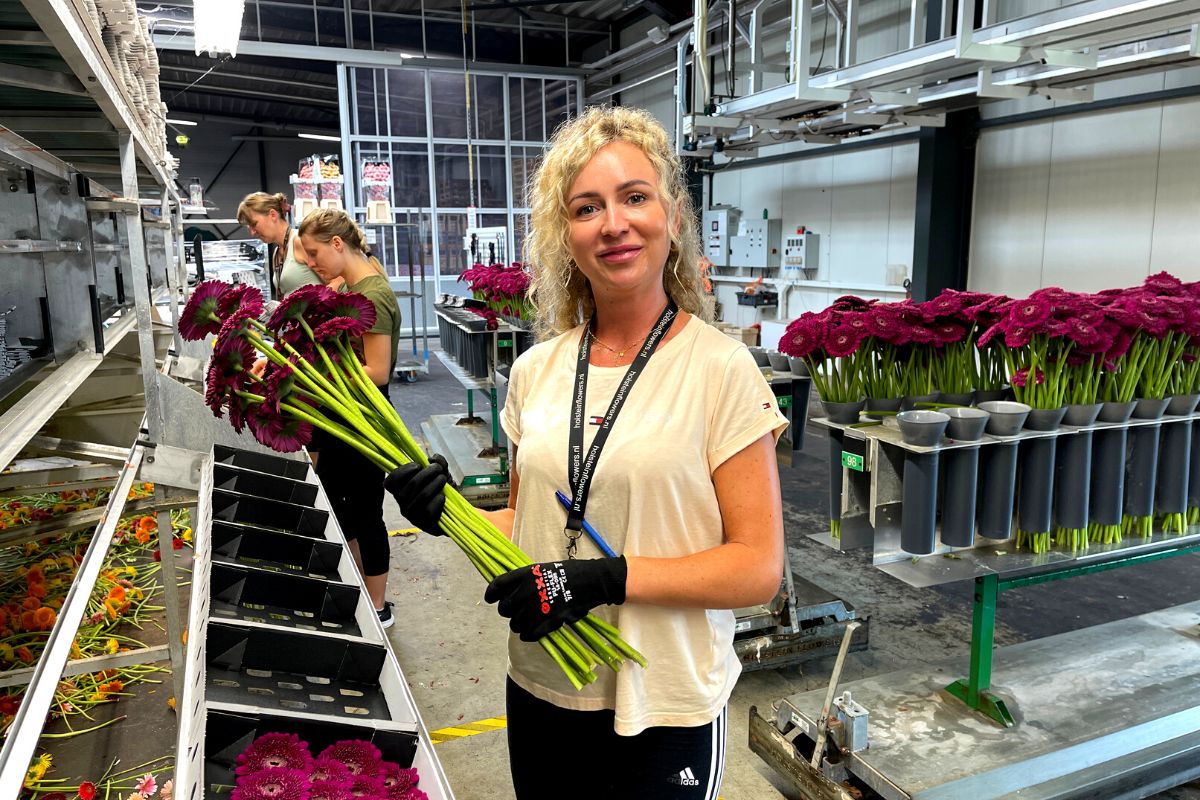 Sorting Out Gerberas at Holstein Flowers on Thursd