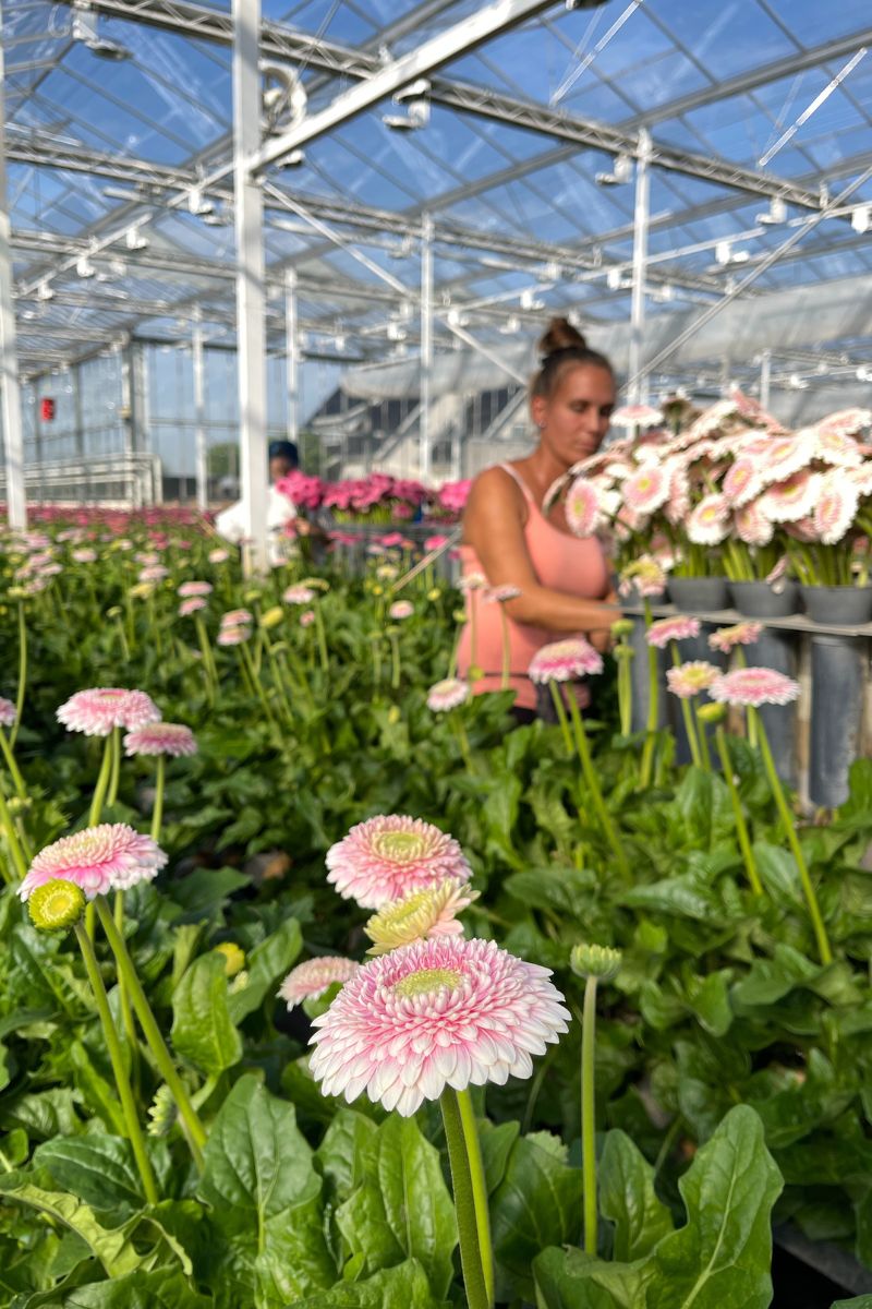 Gerberas Are Brought to the Cooler at Holstein Flowers on Thursd