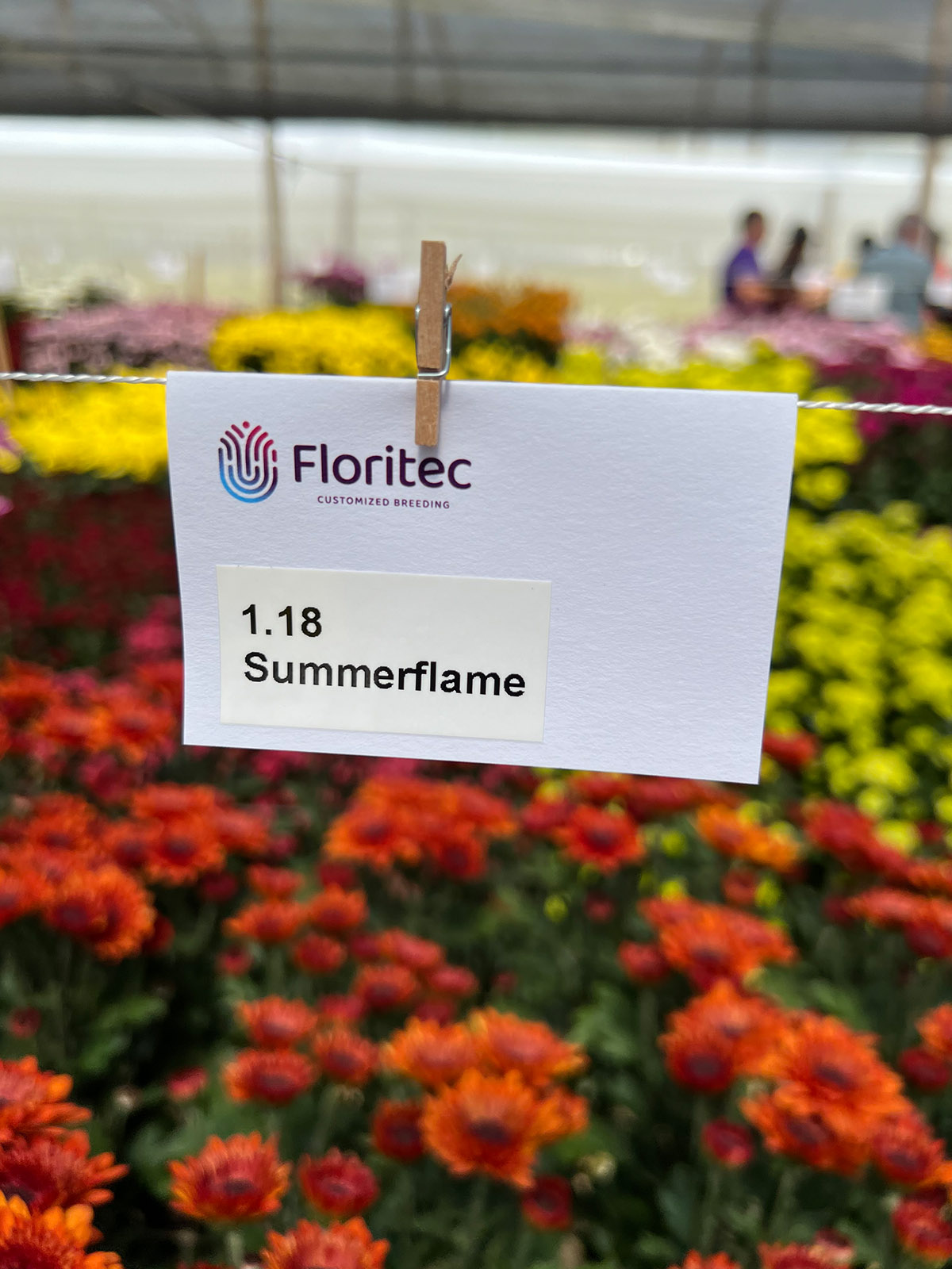 Floritec Colombia Trials Chrysanthemum Summerflame on Thursd