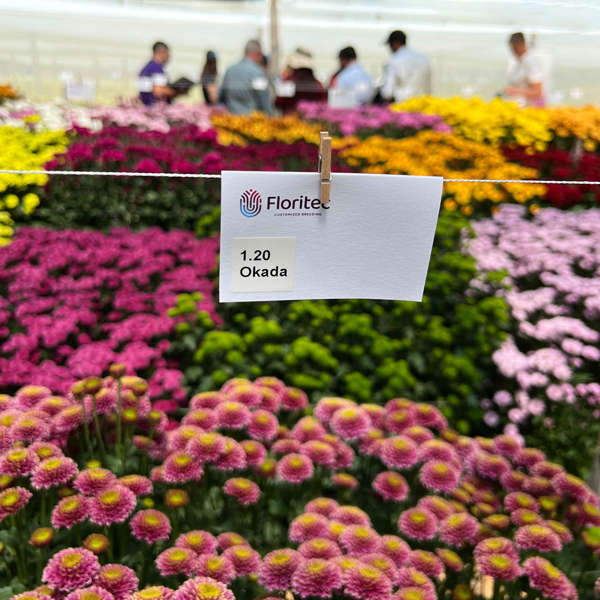 Floritec Colombia Chrysanthemum Trials 2022 feature on Thursd