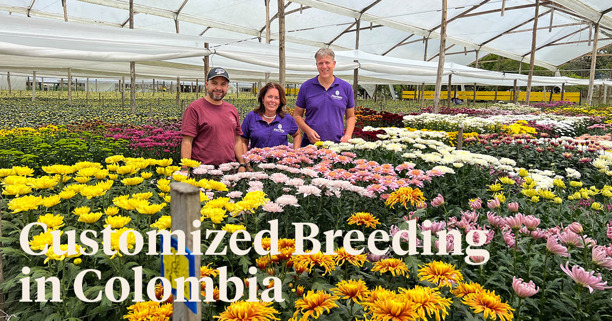 Floritec Colombia Chrysanthemum Trials 2022 header on Thursd