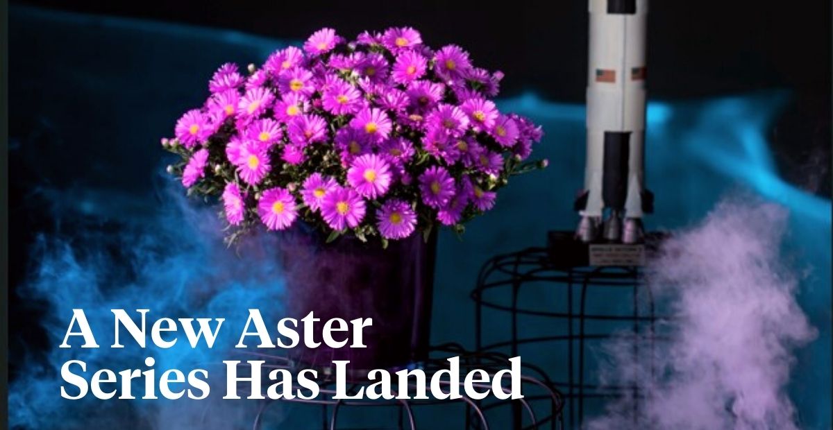 Aster Alpha® by Florensis header on Thursd 