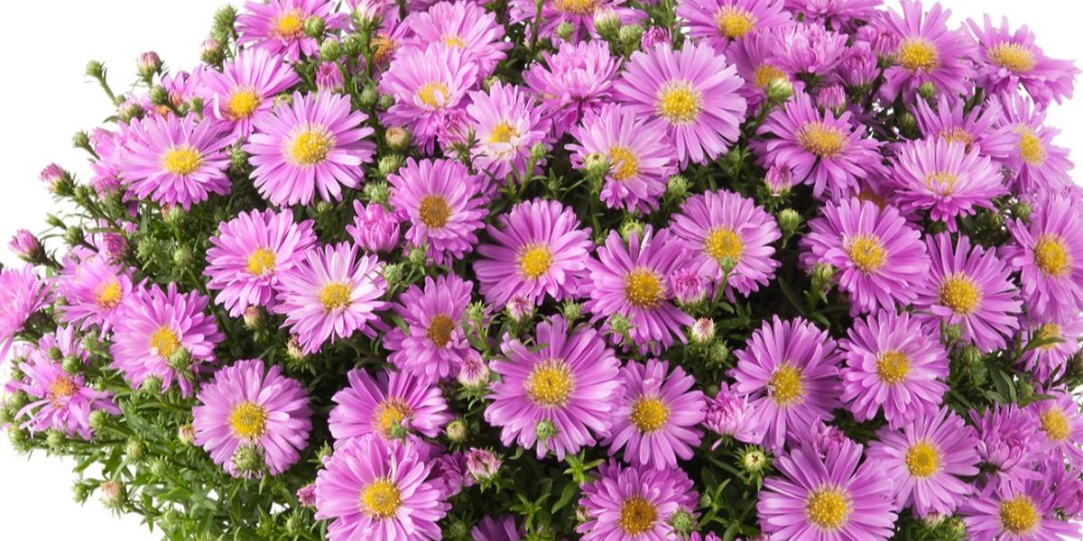 Aster Alpha® Light Pink Product onThursd