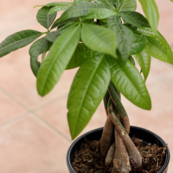 Try Your Luck With a Money Tree Pachira aquatica
