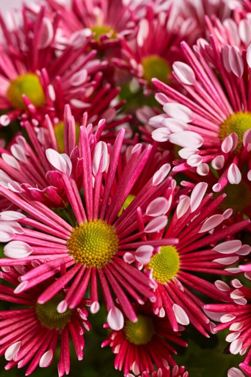 Full Sun Exposure Dark Pink Chrysanthemum Flower Pant, For Garden, Autumn  at Rs 1/piece in Haldia