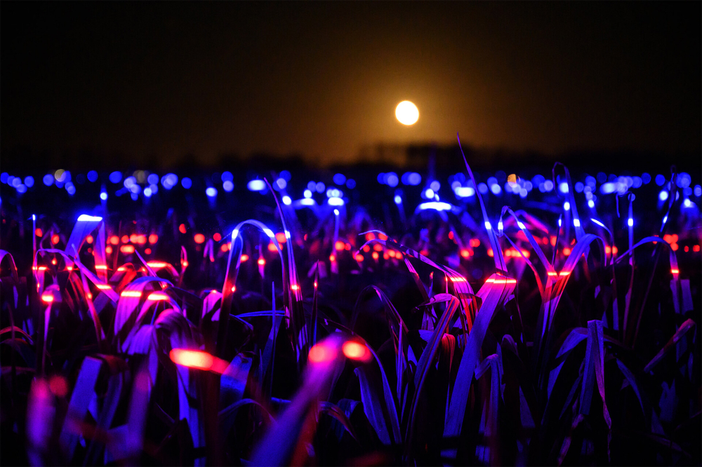 20,000m2 Artwork GROW by Daan Roosegaarde Highlights the Beauty of Agriculture Making the Farmer the Hero