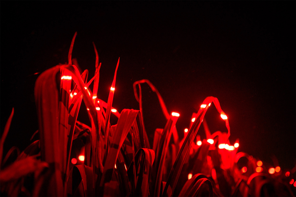 20,000m2 Artwork GROW by Daan Roosegaarde Highlights the Beauty of Agriculture Ultraviolet Lights