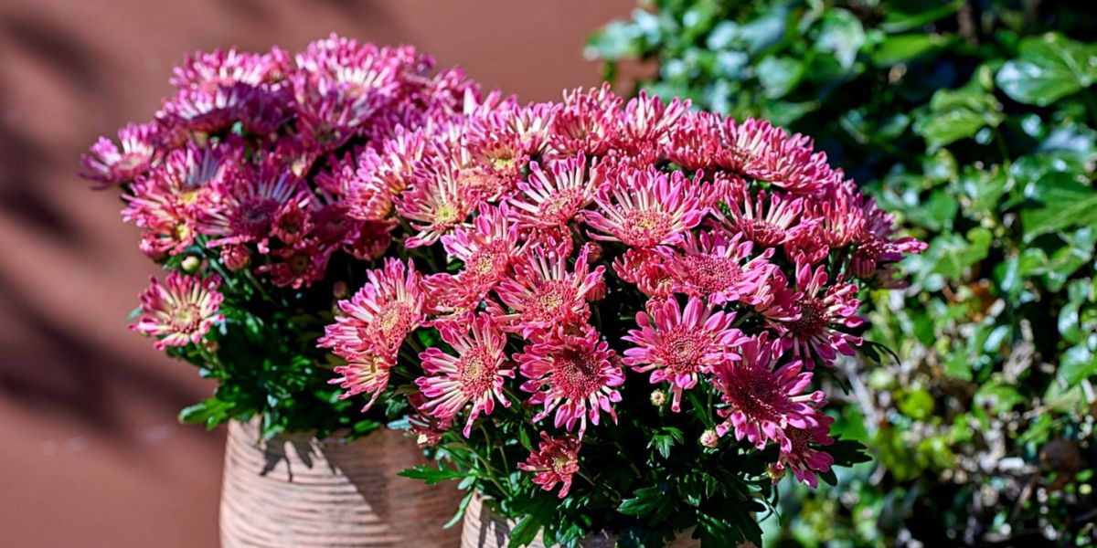 Sollinea® Fresh Pink by Griffioen plants header on Thursd 