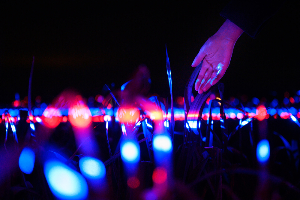 20,000m2 Artwork GROW by Daan Roosegaarde Highlights the Beauty of Agriculture Luminous Dreamscape