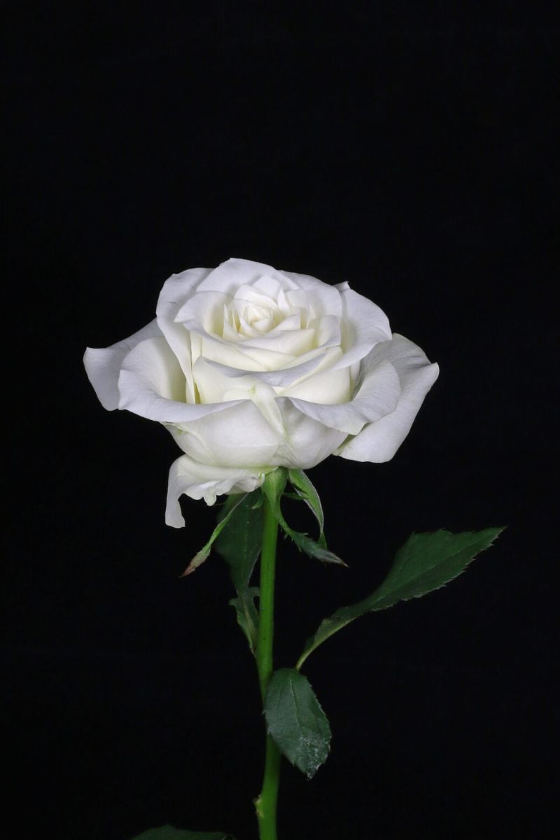 The Big Five Rose Edition - Part 3 - White Roses - Article on Thursd