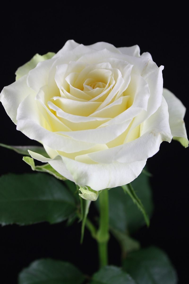 The White Big Five rose edition featuring Lagreta variety on Thursd