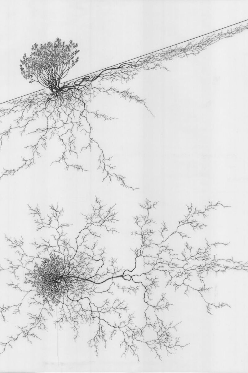 Archives Of Drawings Unveil The Complex Root Systems Of 1180 Plants